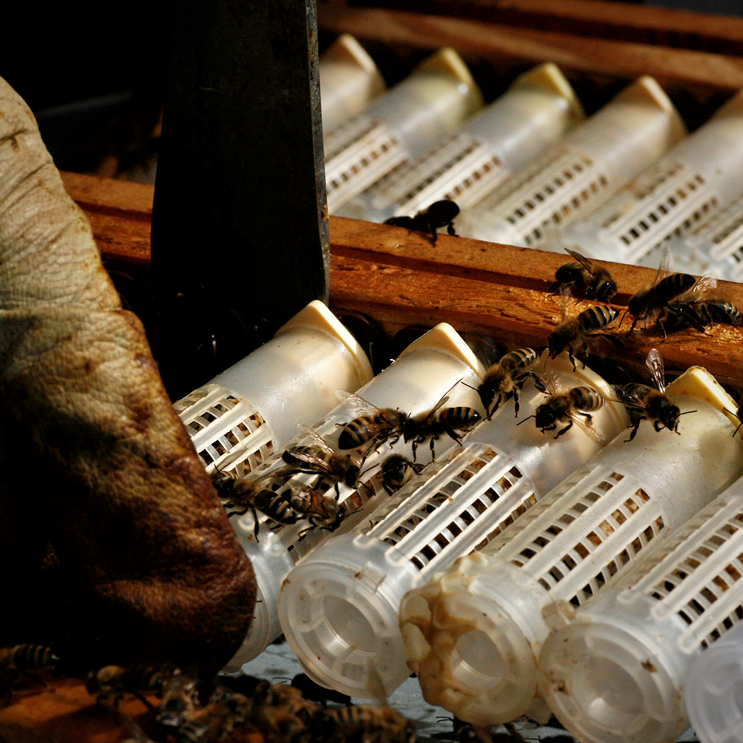 Acessórios para Transporte Apícola